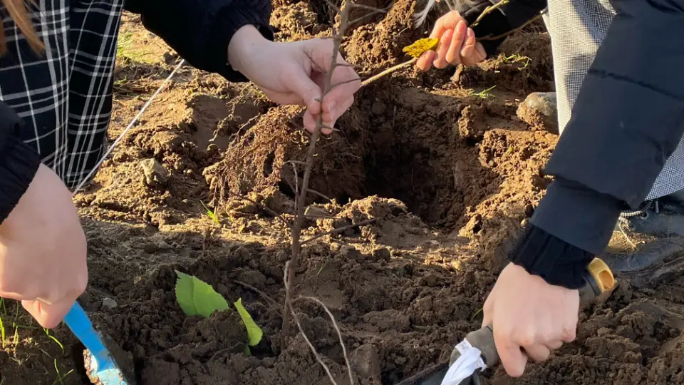 Grønne Nabofællesskaber Personer planter et ungt træ i jorden ved hjælp af små haveredskaber.